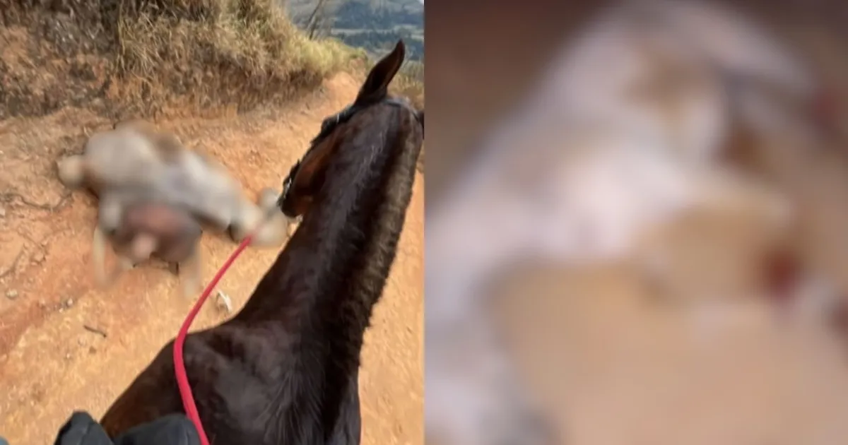 Caso Cavalo de Bananal em São Paulo